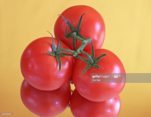 High angle view of ripe vine tomatoes with part of vine attached.